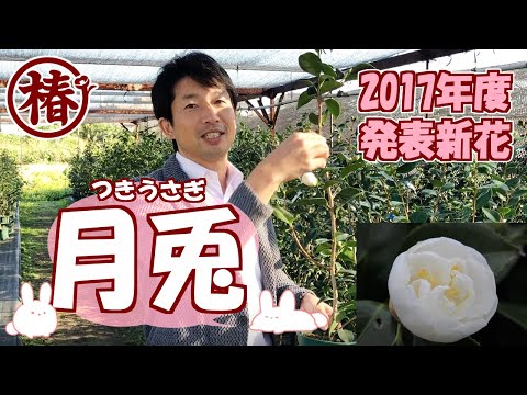 椿 開花速報【月兎・つきうさぎ】 - YouTube