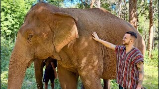 Elephant Sanctuary Chiang Mai - Into the Wild Elephant Camp. by ViajaconGerard 3,825 views 5 months ago 1 minute, 4 seconds