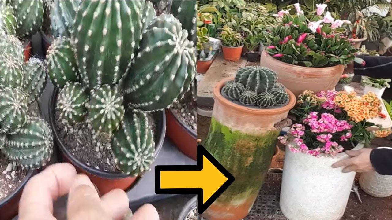 선인장 10년 분갈이 안하고도 예쁘게 잘 키우는 방법 (번식,삽목,화분 고급스럽게 만드는 노하우까지 알려드려요)