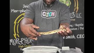 In search of the Holy Grail... Ball Python that is!
