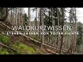 Ref:sKCb5v_XwQI Fichten-leichen-wald. vor- und nachteile.
