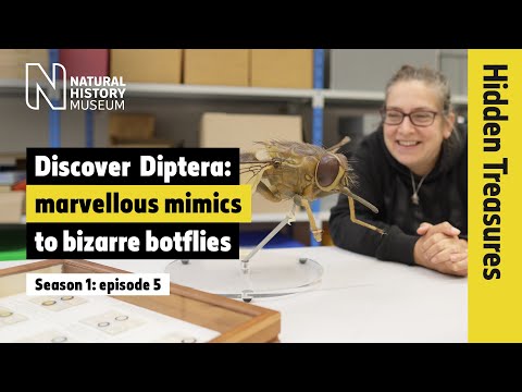 Video: Diptera sifarişdirmi?