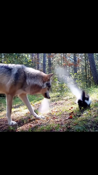 Skunk’s Secret Weapon Wolf’s Instant Escape