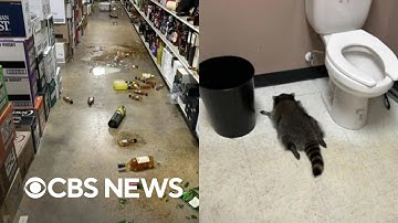Latest update on the drunk raccoon that went viral