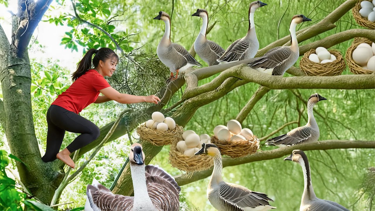 TIMELAPSE -- Harvest 200Kg Giant Forest Goose & Rare Goose Egg & Take Care Ducks, Chickens, Pigs