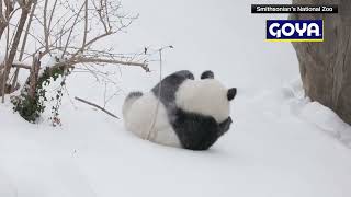 Giant pandas have fun in the snow after blizzard hits Washington, D.C.