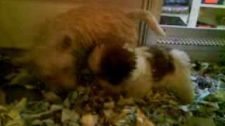MOV00258.MP4