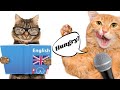 Dogs &amp; Cats Speaking - Cute and Funny Pet Moments