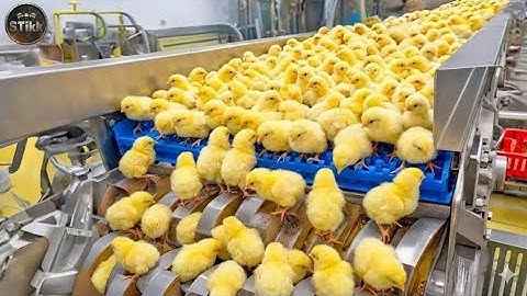 Chicken Mega Factory Chicken Egg Incubation Technology - Broiler Raising Method & Process