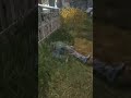 gettem while you gotten, #dayzgamers #dayzconsole #dayz #dayzstandalone #dayzgameplay