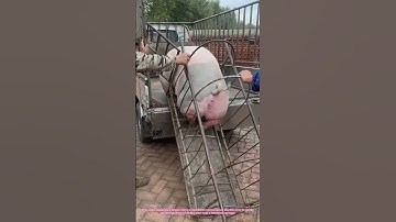 Modern Pig Handling: Low-Stress Electric Prod Technique 🌟🐖 | Humane Farming Tips