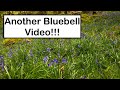 Landscape Photography - Bluebells in Brandelhow Park