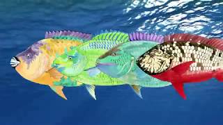 Parrotfish - Expedition Notebook