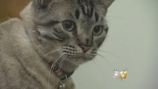 Library Cat To Be Removed After Living There Six Years