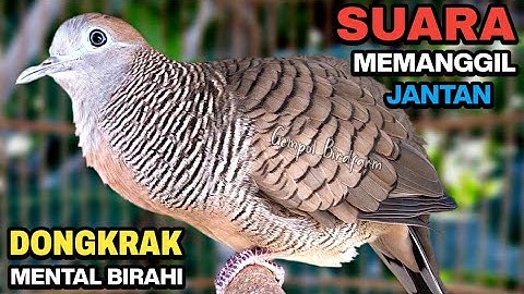 Perkutut Lokal Gacor RAJA PIKAT Ahlinya Bikin Semua Burung Perkutut Nyaut.