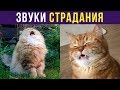 Приколы. КОШАЧИЙ ОР ВЫШЕ ГОР | Мемозг #180