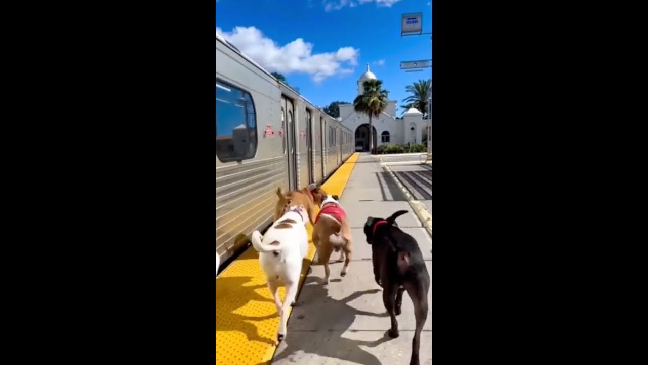 AI Dogs Ride the Subway from Toronto to Orlando