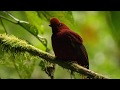 Ecuador Cloud Forest Cable Car + Hike (No music, No talking)