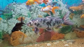 35 Cm Lik Koi Baligi