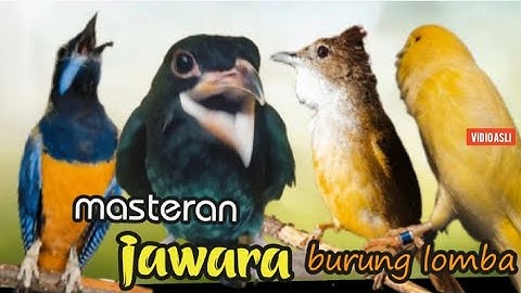 MASTERAN  JAWARA BURUNG LOMBA TEMBAKAN KASAR || cungkok - jenggot - tengkek buto - kenari