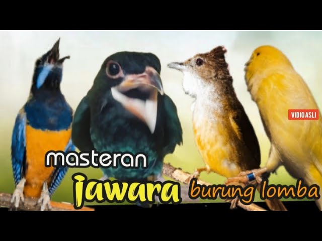 MASTERAN  JAWARA BURUNG LOMBA TEMBAKAN KASAR || cungkok - jenggot - tengkek buto - kenari class=