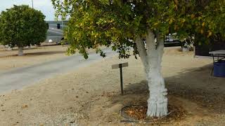 Orange Grove RV Park Bakersfield CA Review
