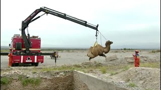 Firefighters rescue camel from deep pit in Xinjiang screenshot 1