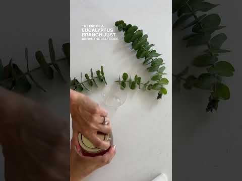 ვიდეო: როგორ გავამრავლოთ eucalyptus cinerea?