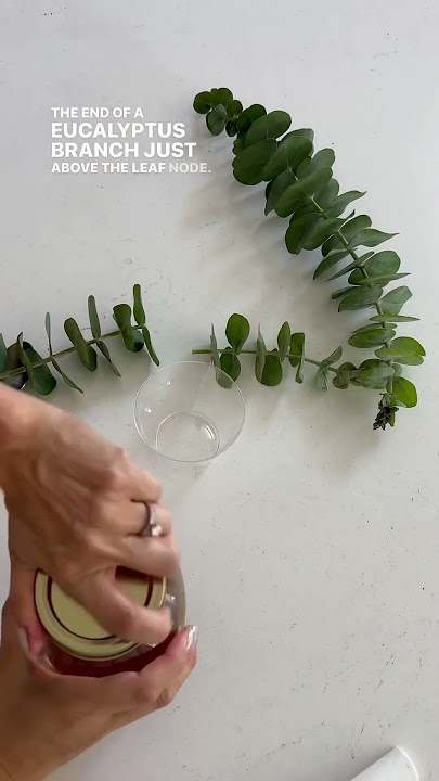 Propagate Eucalyptus from Stem Cuttings  #SHORTS #eucalyptus