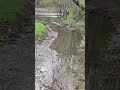 Two ducks at the West End Fishing access site in Oneonta, New York on May 3, 2026