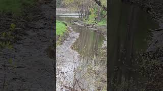 Two ducks at the West End Fishing access site in Oneonta, New York on May 3, 2026