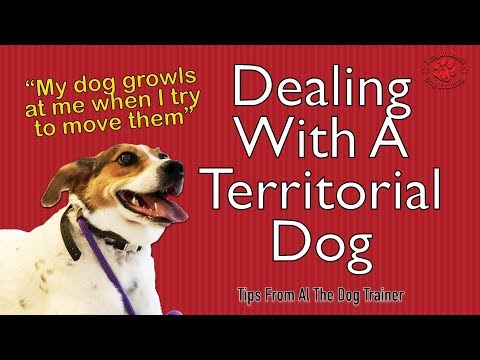 Video: Possessive And Territorial Aggression In Dogs