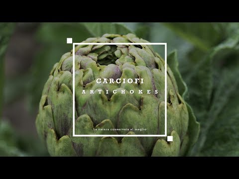 Produzione dei carciofi