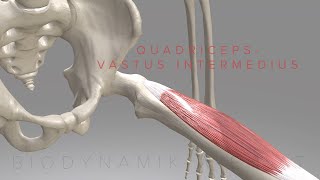 Quadriceps Vastus Intermedius (3D Animation)