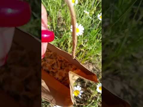 Wideo: Pachnący rumianek polny