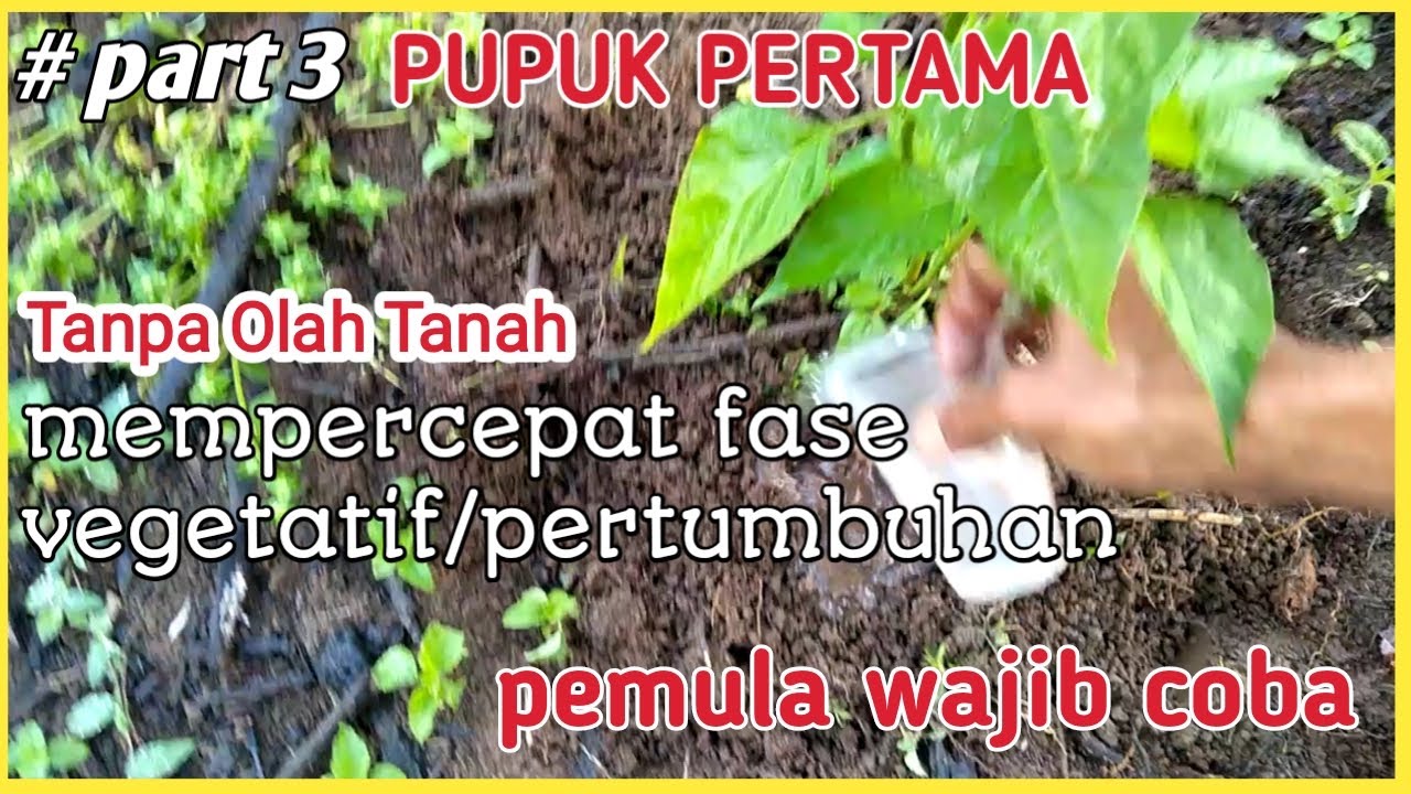 cara pupuk cabe rawit baru ditanam umur 20 hari setelah tanam || TOT