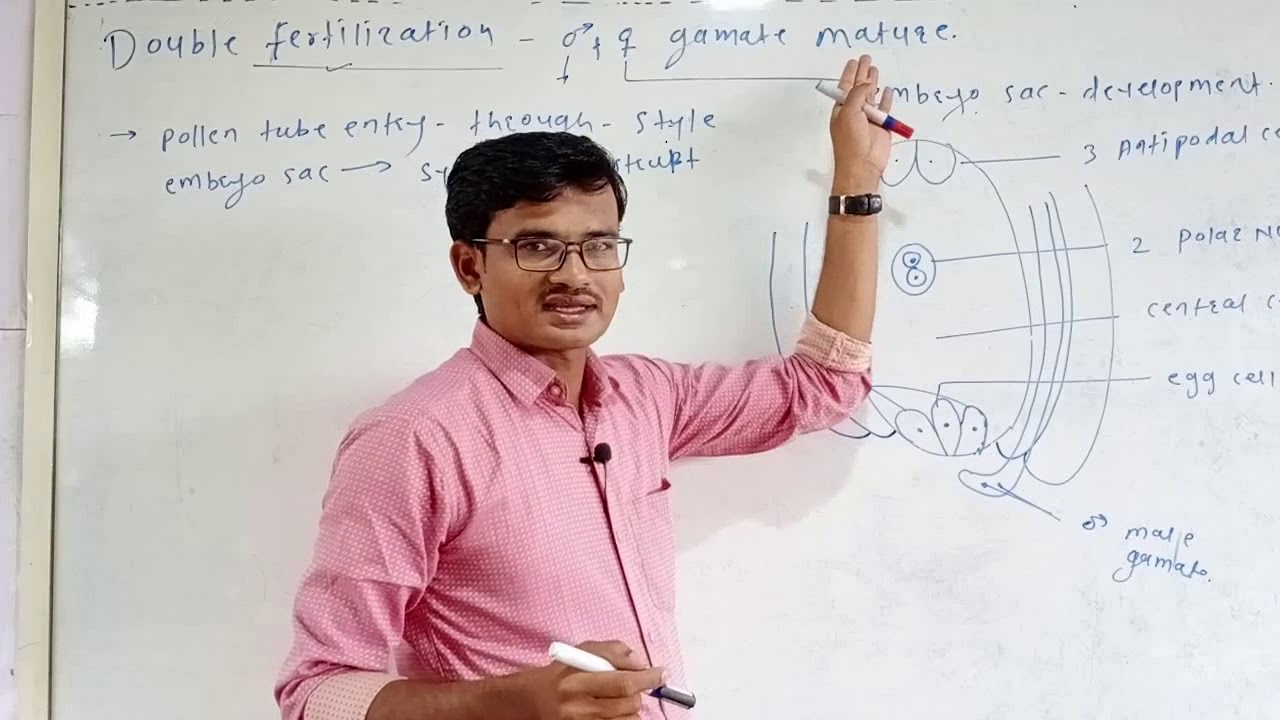 Double Fertilisation And Triple Fusion YouTube