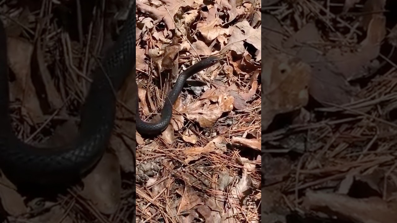 Eastern Coachwhip Disappears! Oklahoma Herping