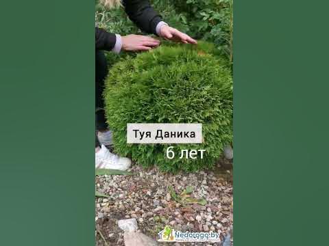 туя Даника #сад #огород #саженцы - YouTube