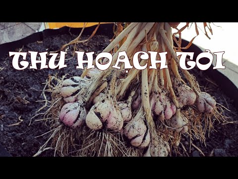 Video: Thu Hoạch Tỏi đông Khi Nào (Về Tỏi Không Có Bí Mật. Phần 1)