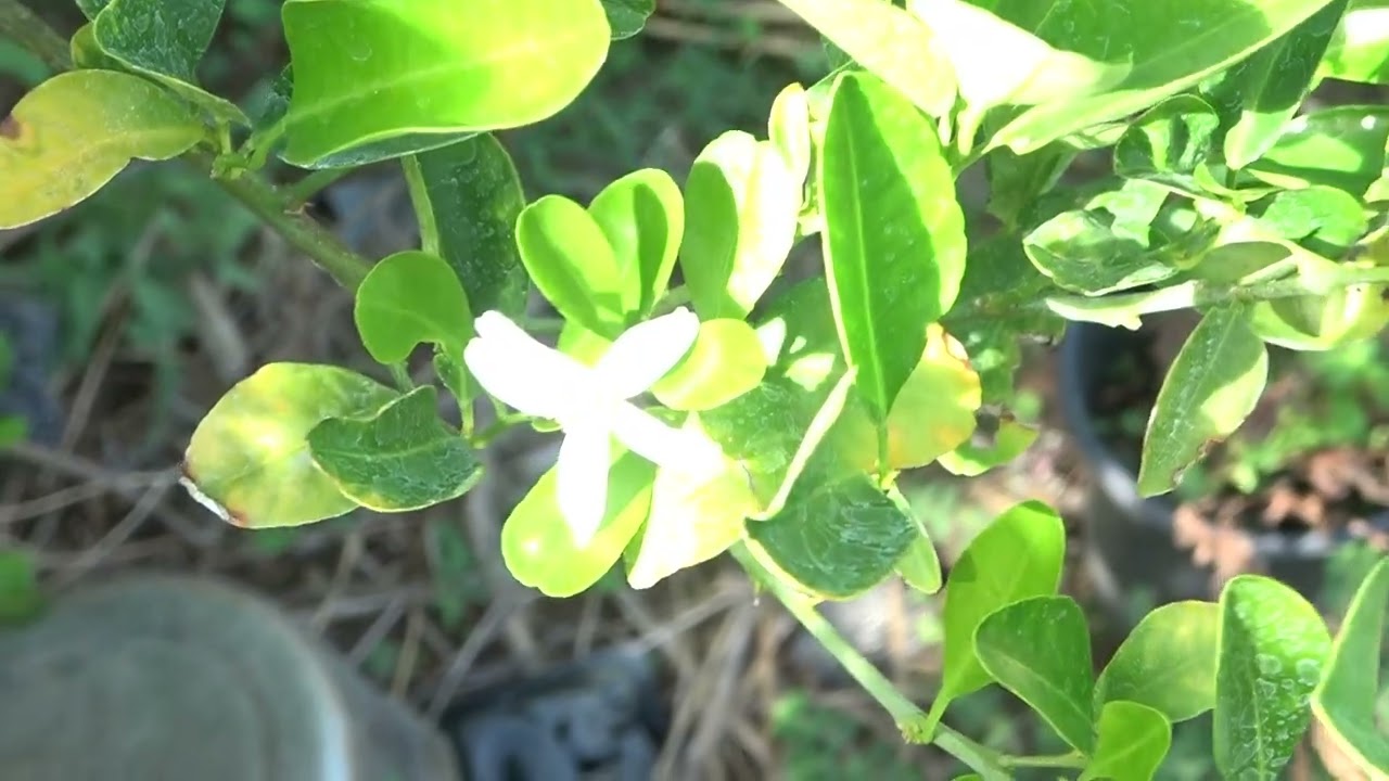 Nectarine and Calamondin