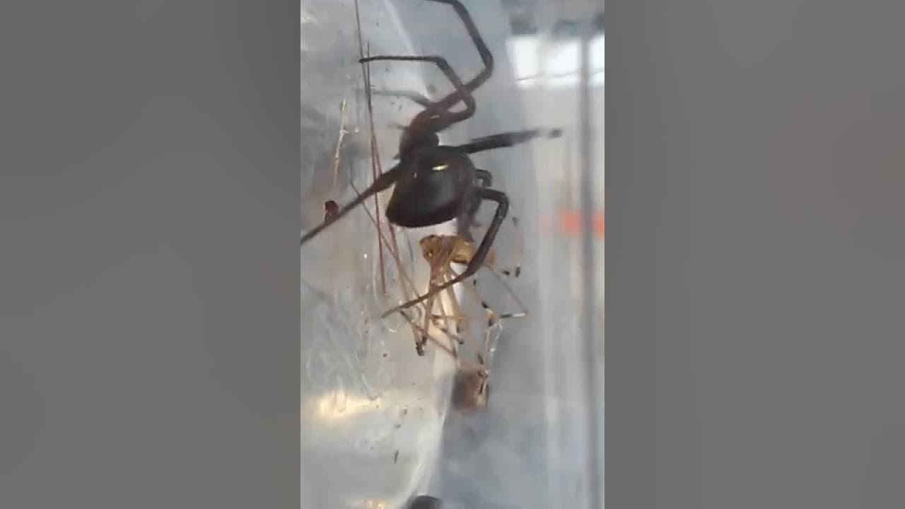 Black Widow vs Daddy Long Leg YouTube