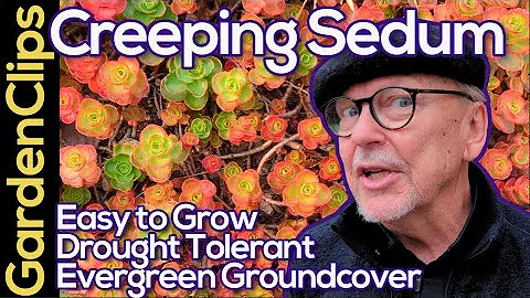 Creeping Sedum - A low growing Sedum groundcover - Stonecrop Plant - Drought tolerant succulent