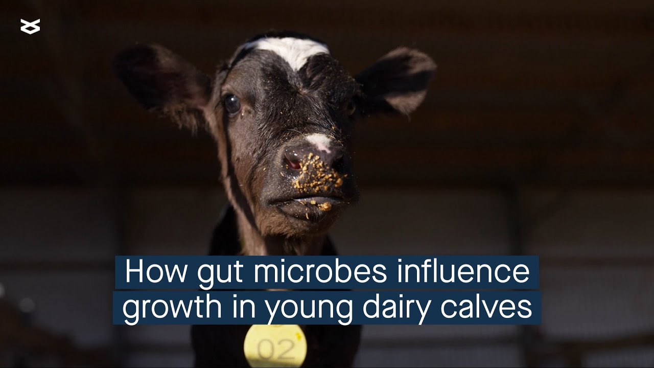 Rumen and hindgut microbes differently regulate average daily growth in ...