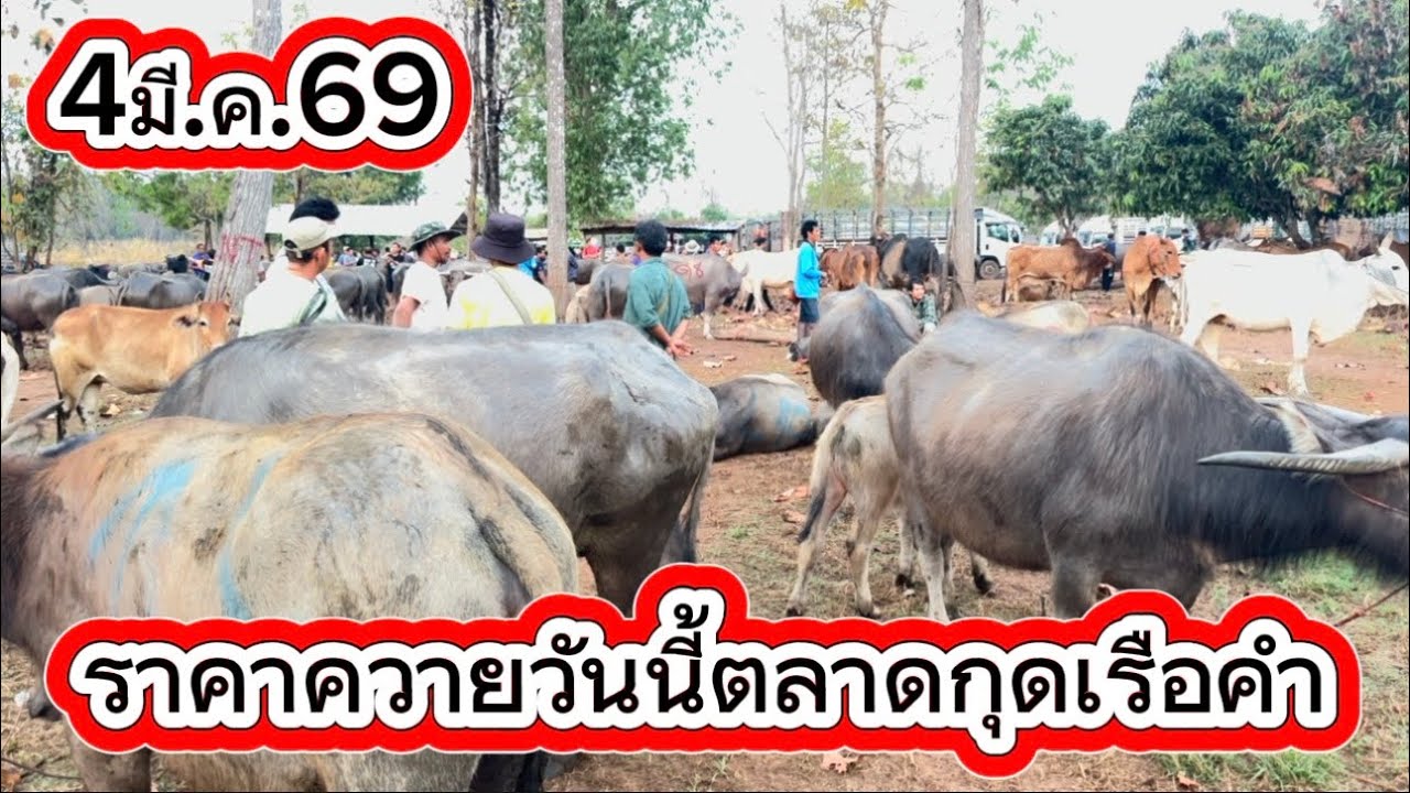 ลุงวิมลเลาะชมบรรยากาศ