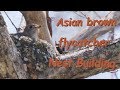 Asian brown flycatcher Nest Building コサメビタキ 巣作り 信越の高原 5月上旬 野鳥4K 空屋根FILMS#1012