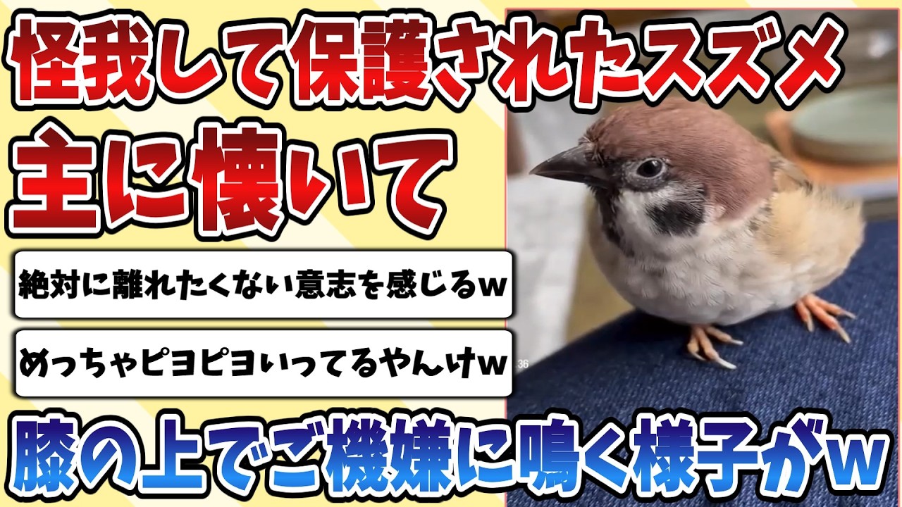 【2ch動物スレ】怪我をしていて保護した【スズメ】が主に懐いて膝の上でご機嫌にぴよぴよ鳴く姿があまりにも可愛すぎるｗｗｗ
