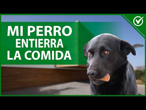 🐶 Mi perro Entierra su Comida o la Esconde ¿Por qué lo Hace? 🐶🐾 hqdefault