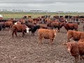 LIMUZUN ANGUS GIRIMFORT HUNAJINLAR NOVOSLAR