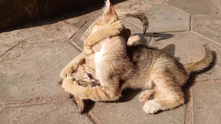 Video 7274121: kittens persian cat tabby, food tabby cat persian, kitten cute persian tabby, persian cat kitten sweet, cat kitten adorable persian, kitten sun